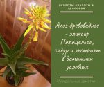 Эликсир Парацельса и целебный экстракт из алоэ